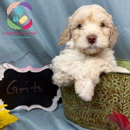 Grits - Parti male Labradoodle puppy in Bowman, Georgia from Companion Creek Farm