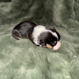 Cutie - Black and tan female Pembroke Welsh Corgi puppy in Derby, Iowa from Newton Hay & Cattle