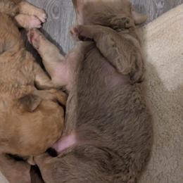 Meridian - Deadgrass Chesapeake Bay Retriever puppy in Soap Lake, Washington from Desert Oasis Kennels