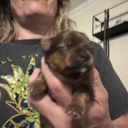 Tilly - Chocolate female Morkie puppy in Taylorsville, North Carolina from Mountain Top Hot Tailz