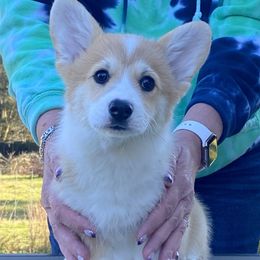 Pembroke Welsh Corgi Puppies from Timberside