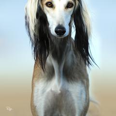 Saluki All Grown Up from Hayat Salukis