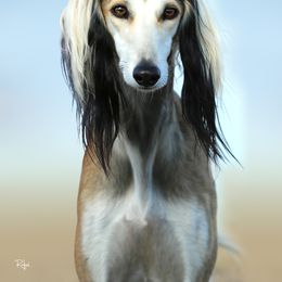 Saluki All Grown Up from Hayat Salukis