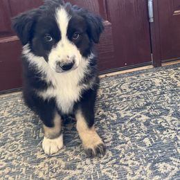 Onyx - Black tri-color male Australian Shepherd puppy in Ephraim, Utah from Anchor Brand Aussies