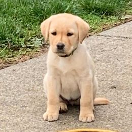 Labrador Retriever Puppies from Wilson Farms & Labradors