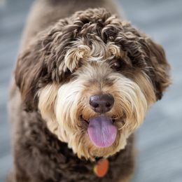 Winston - Australian Labradoodle