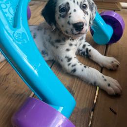 Onyx - White and black male Dalmatian puppy in Bremen, Georgia from Clark’s Dalmatians