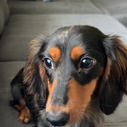 Dachshunds from Southern Paws Dacshunds