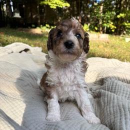 Pike - Parti male Poodle puppy in Troy, New Hampshire from SP Standard Poodles