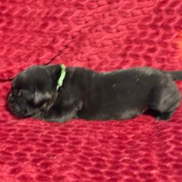 Green Collar R - Black male Cane Corso puppy in Paris, Texas from Knucklehead Cane Corso