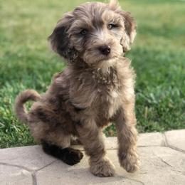 Bernedoodle and Goldendoodle Puppies from Doodling All Day Goldendoodles & Bernedoodles