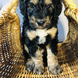 Bernedoodle and Goldendoodle Puppies from Rockbridge  puppies