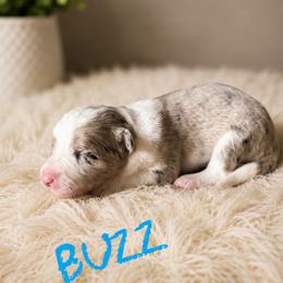 Buzz - Blue merle male Border Collie puppy in Sanger, California from Flying M Cactus Ranch Buddies