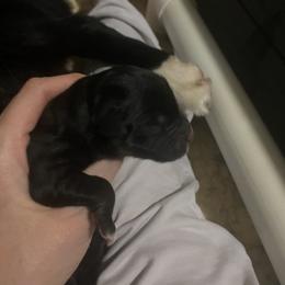 Boy 4 - male Australian Shepherd puppy in Wisconsin Dells, Wisconsin from Nicara kennel