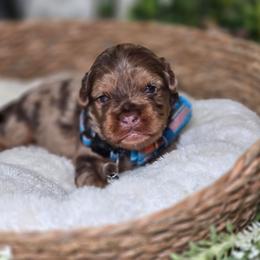 Bowie - Merle male Shihpoo puppy in Hartville, Missouri from Petty Paws