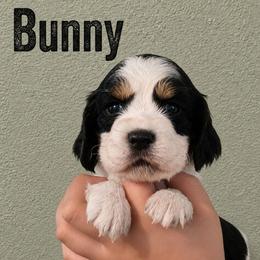 Bunny - Black white and tan female English Springer Spaniel puppy in Fort White, Florida from Thunderbird Springers