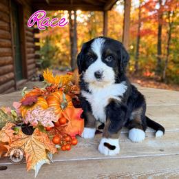 Race - Tri-color female Bernedoodle puppy in Banner Elk, North Carolina from Walnut Tree Bernedoodles