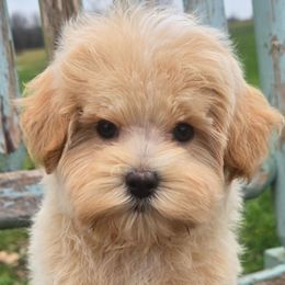 Conner - Apricot male Maltipoo puppy in Lebanon, Kentucky from Mosaic Merle Doodles