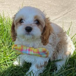 Cavapoos and Goldendoodles from Steph-J’s Doods & Cavapoos