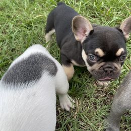 French Bulldog Puppies from Hershe Kennel