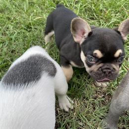 French Bulldog Puppies from Hershe Kennel