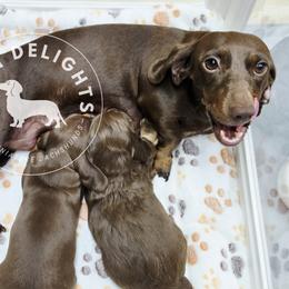 Dachshund Puppies from Doxi Delights AKC Miniature Dachshunds