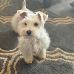 Sugar - Miniature Schnauzer