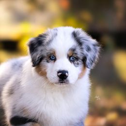 Australian Shepherds from Te Amo Australian Shepherd