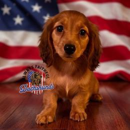 AFDs Honey - Red female Dachshund puppy in Waverly, Ohio from Always Faithful Dachshunds