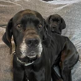 Great Danes from Wilder Mountain Danes