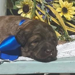 Sonny - Chocolate male Labradoodle puppy in St George, Utah from Terra's Swann's Kennels