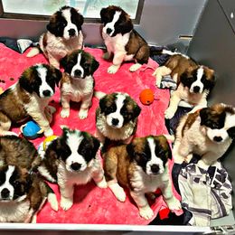 Saint Bernard Puppies from Southern Saints