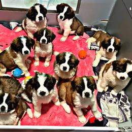 Saint Bernard Puppies from Southern Saints