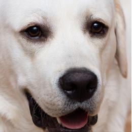 Labrador Retriever Puppies from Nancy Renzullo's Service Labradors