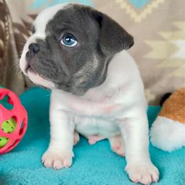 Vince - Tricolors male French Bulldog puppy in Courtland, Alabama from Ponderosa Frenchies and Cavapoo’s