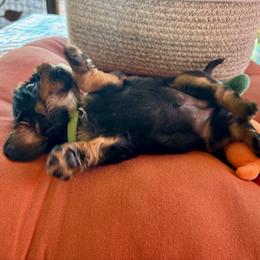 Martha (My Dear) - Black and tan female Cavalier King Charles Spaniel puppy in Tucson, Arizona from Abbey Road Cavaliers
