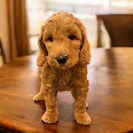 Orion - Apricot male Goldendoodle puppy in Macclenny, Florida from Baker County Goldendoodles