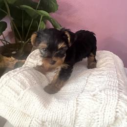 Vamsi - Yorkshire Terrier