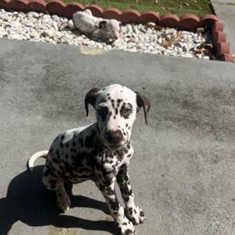 Girl 1 Pink - White and liver brown female Dalmatian puppy in Miami, Florida from Soflo Dalmatians
