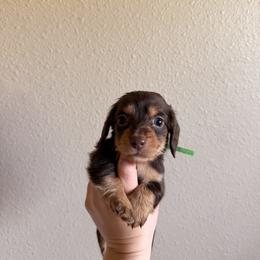 Ohtani (green collar) - Chocolate male Dachshund puppy in Modesto, California from Once Upon a Mini Dachshund