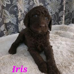 Iris - Phantom female Poodle puppy in New York from Powder Puff Poodles