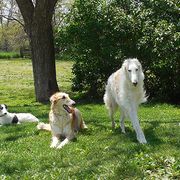 Borzois from Eidolon Borzoi