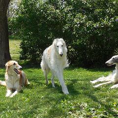 Borzois from Eidolon Borzoi