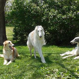 Borzois from Eidolon Borzoi