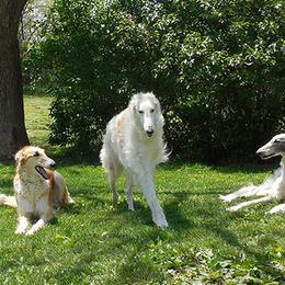 Borzois from Eidolon Borzoi