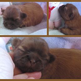 Shih Tzu Puppies from Lorry's Ark