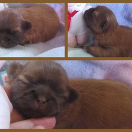 Shih Tzu Puppies from Lorry's Ark