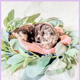 Opal - Chocolate merle female Bernedoodle puppy in Lake City, Florida from 224 Doodles and Poodles