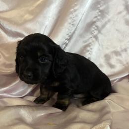 Megatron - Black and tan male Dachshund puppy in Santa Fe, Texas from Jennifer Marett