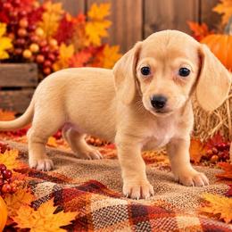 Harrison - Red male Dachshund puppy in Industry, Illinois from KDKs Kennels